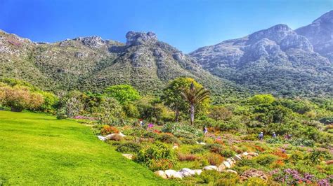 Il Kirstenbosch National Botanical Garden: Un'Oasi di Biodiversità Incantevole con Vista sulle Montagne!