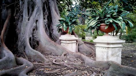  Il Giardino Botanico: Una Oasi Verde nel Cuore di Nigeria!