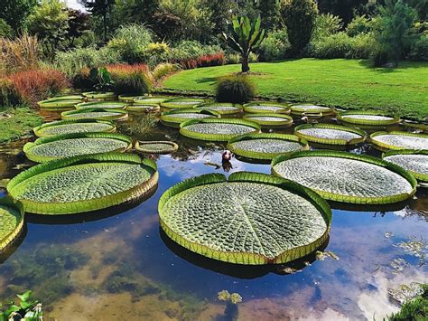  Il Giardino Botanico di Yangjiang: Un Oasis Tropicale che Incanta l'Anima!