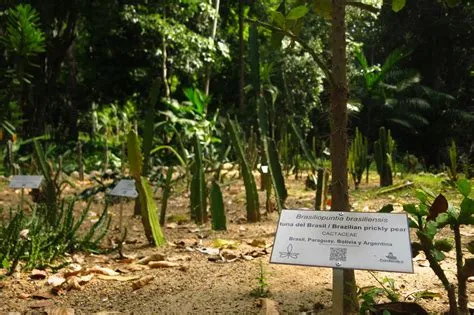 Il Jardín Botánico de Cartagena: Un'oasi di biodiversità e pace nel cuore della città portuale!